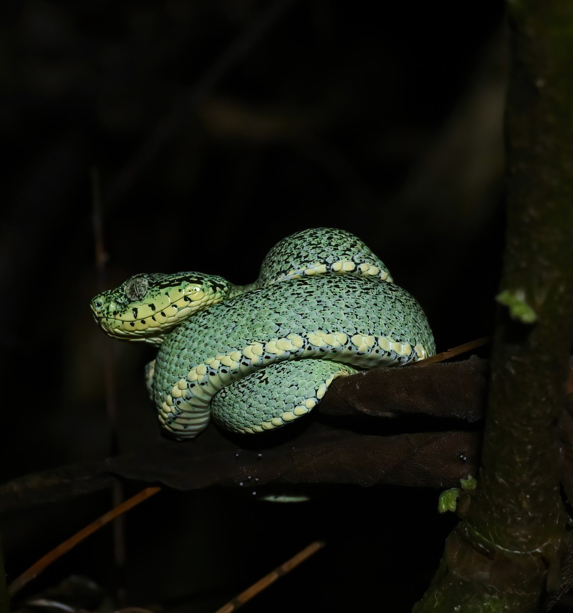 Bothrops bilineatus ssp. smaragdinus.jpg