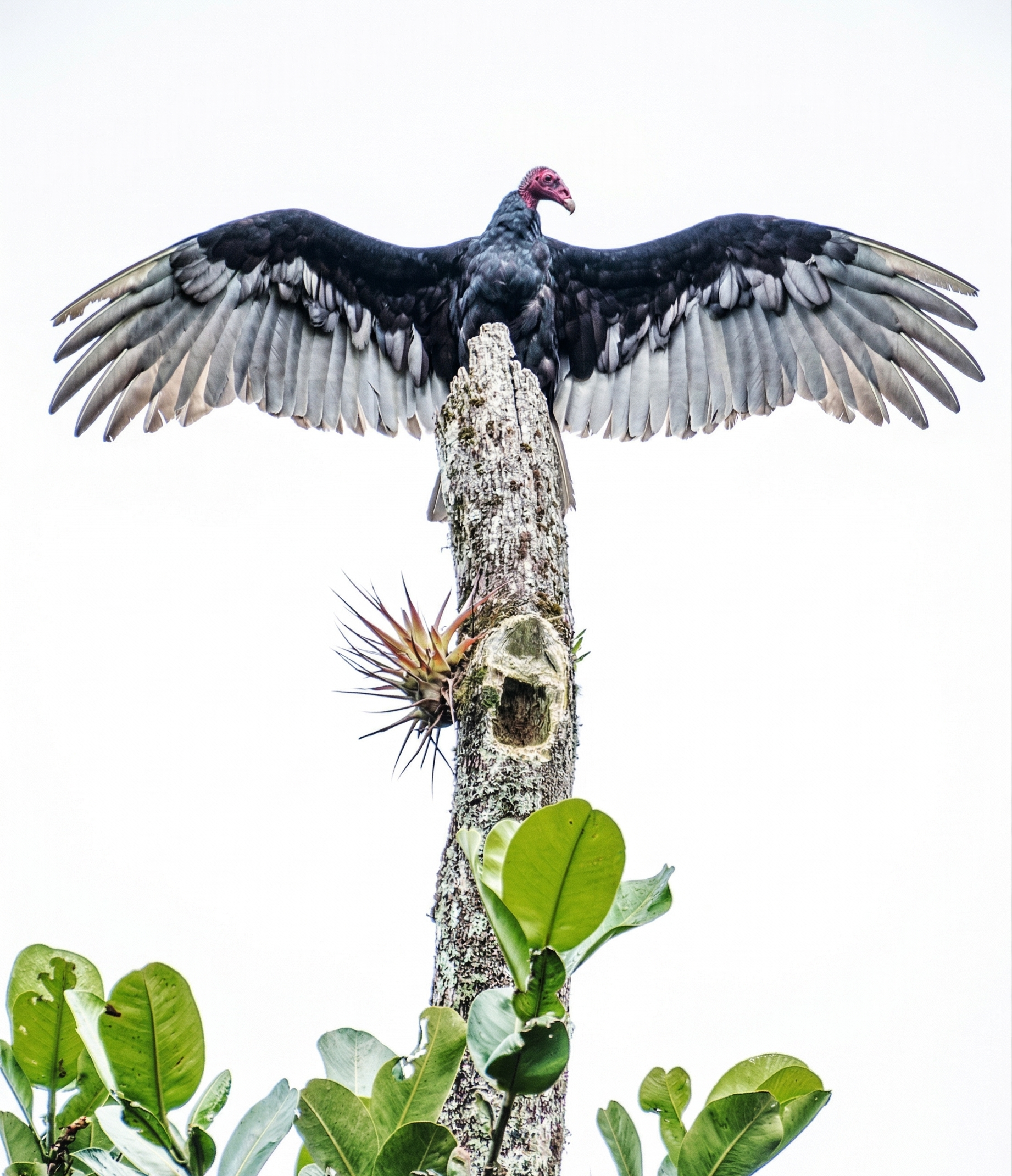 Un cóndor con alas extendidas posado sobre un poste de madera