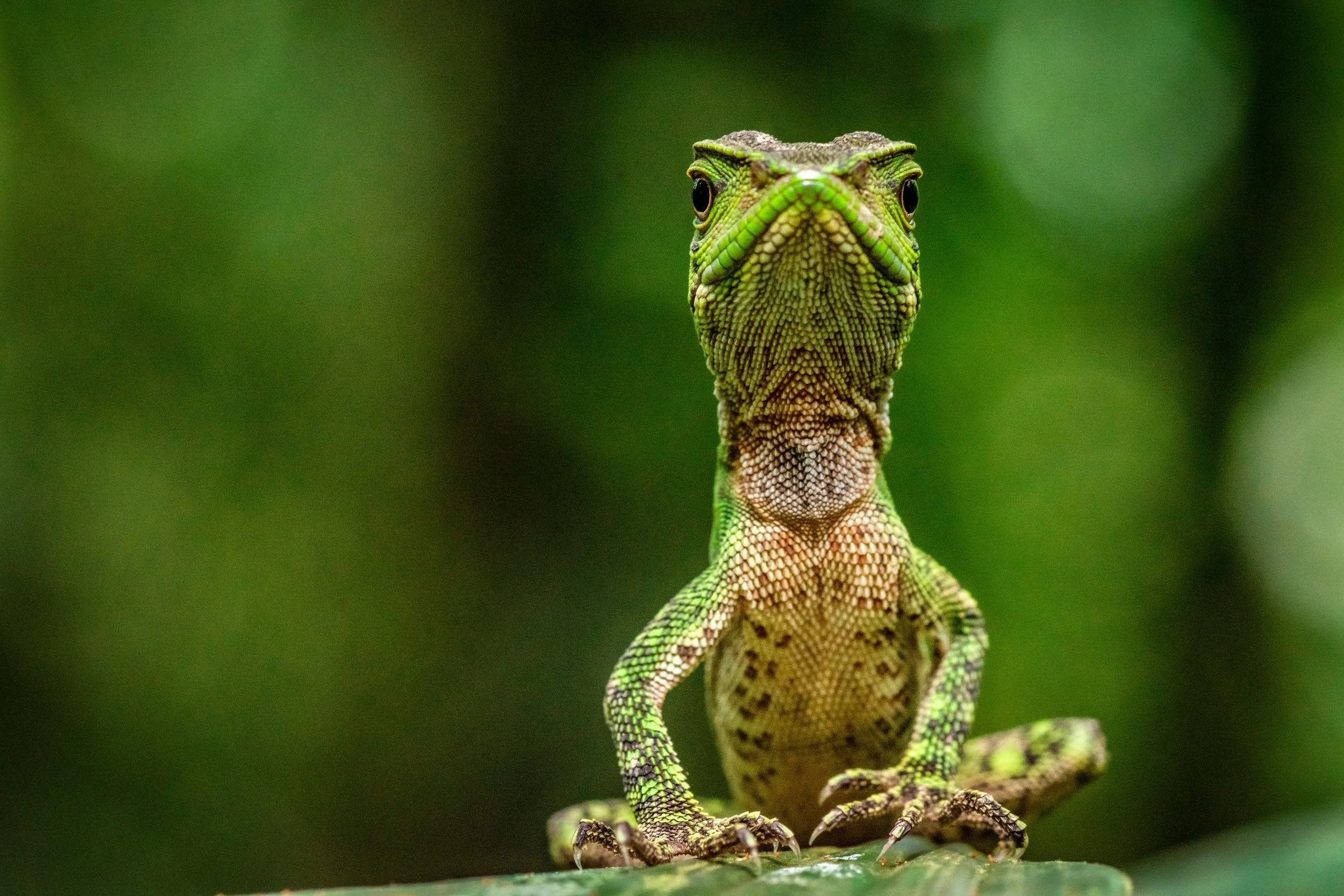 Iguana verde sobre una rama, con fondo borroso.