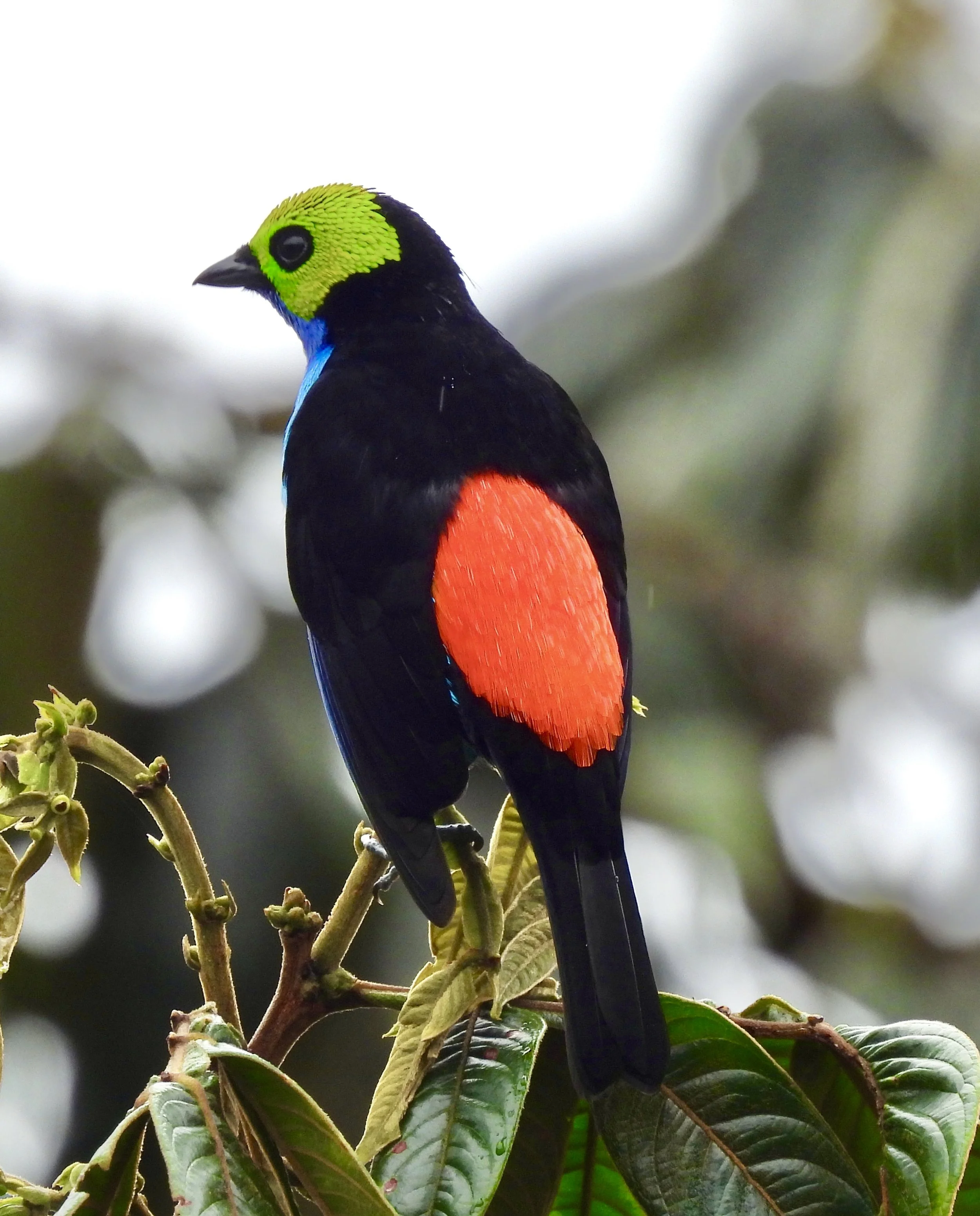 Un ave tropical de colores vivos posada en una rama, con plumas verdes en la cabeza, negras en el cuerpo, una mancha roja en el ala y detalles azules y amarillos.