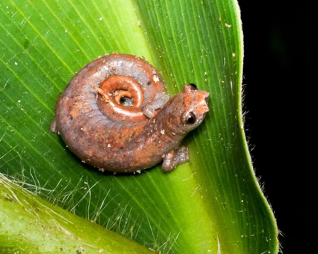 Una salamandra, ubicado sobre una hoja verde.