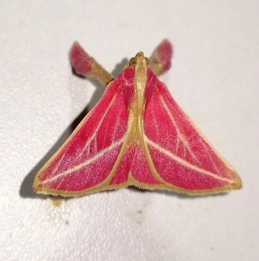 Polilla de color rosa con líneas amarillas en sus alas, sobre fondo blanco