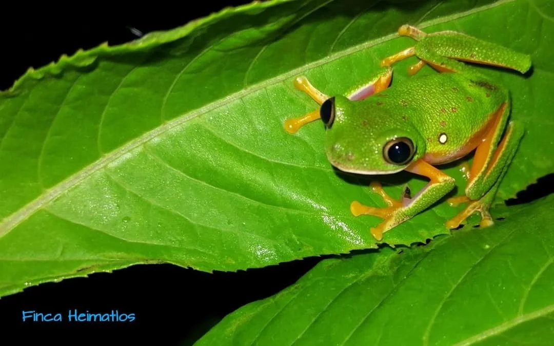 Rana verde con ojos grandes sobre una hoja. En la esquina inferior izquierda, texto azul dice 'Finca Heimatlos'.