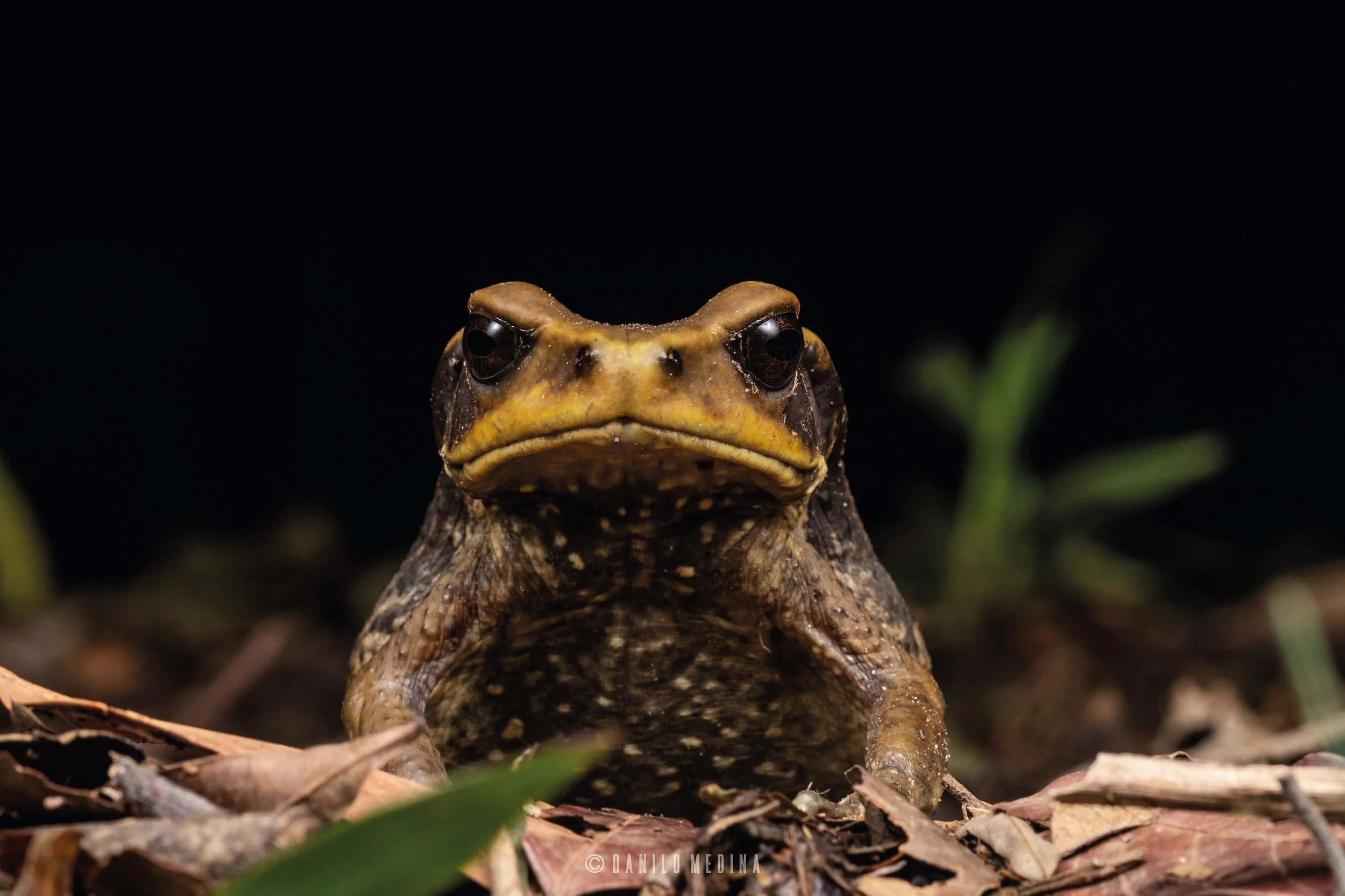 Sapo en primer plano en el suelo con hojas secas y vegetación, fondo negro.