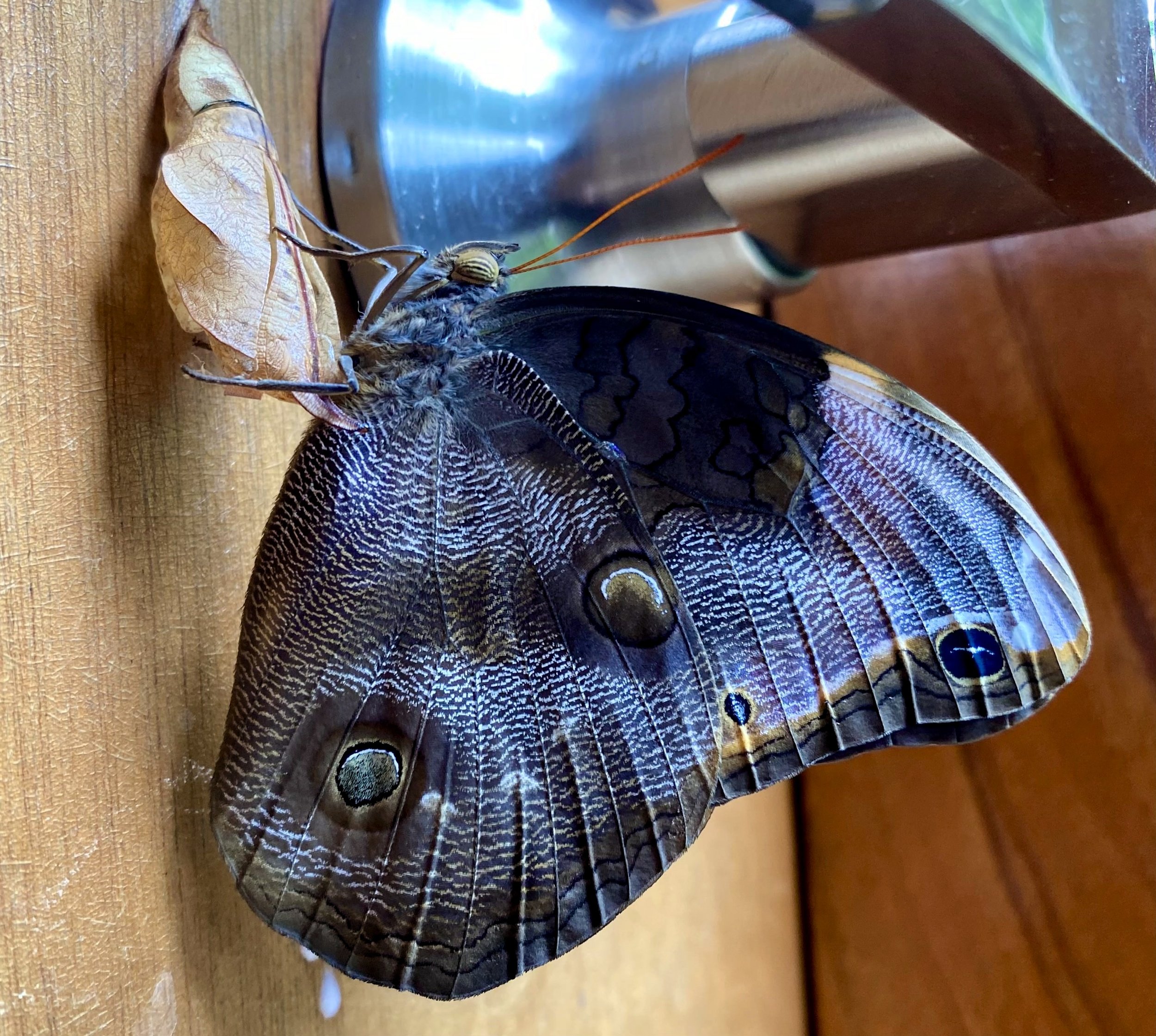 Mariposa en reposo sobre una superficie de madera, con alas adornadas con ojos falsos y patrones intrincados.