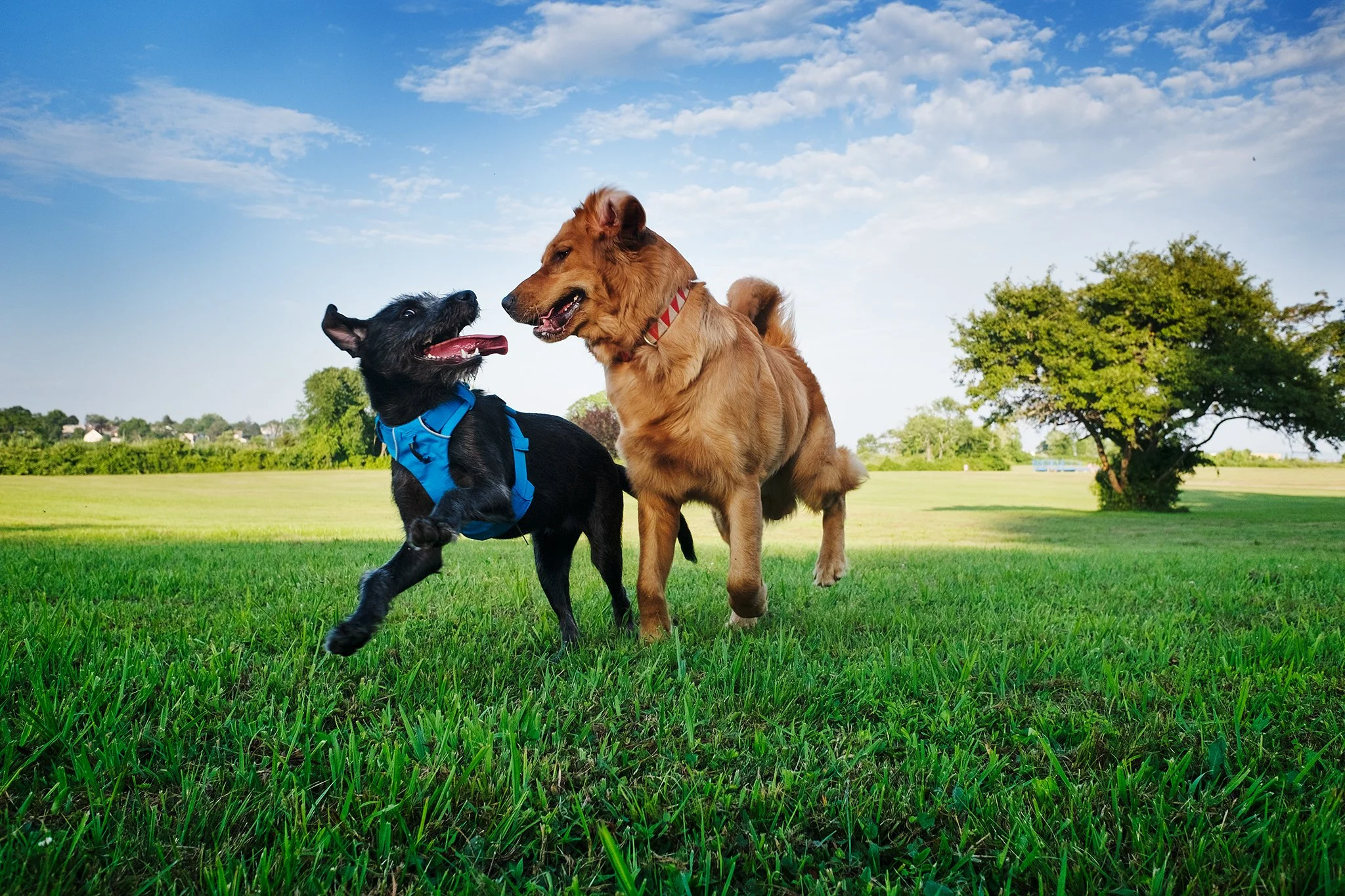 mattias_lundblad_dogs_1.jpg