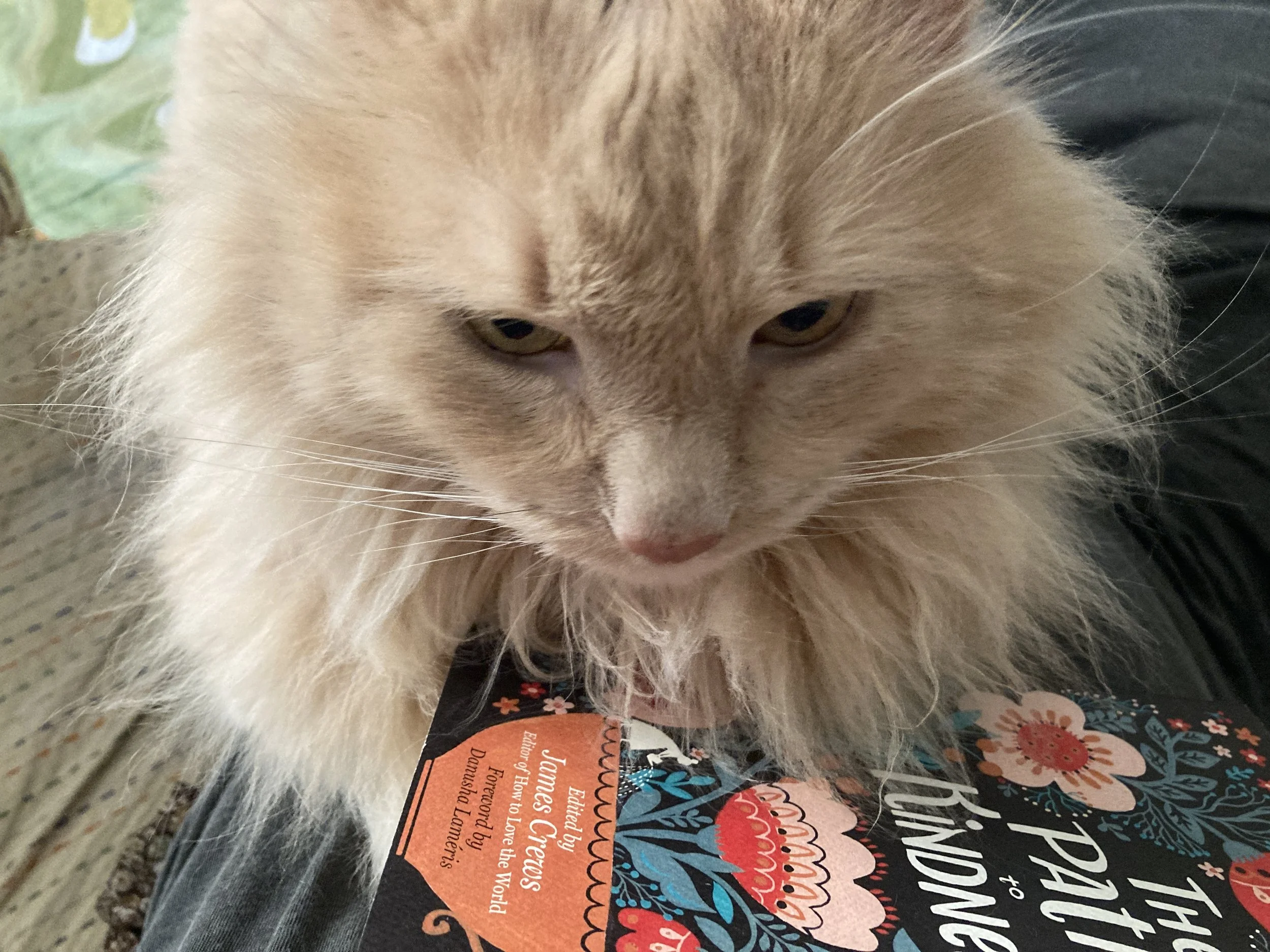 The Path to Kindness: Poems of Connection &amp; Joy