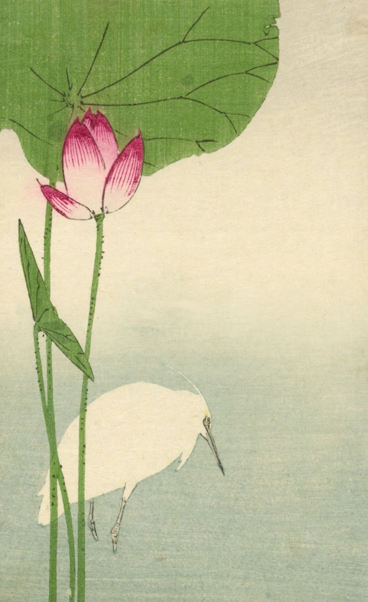 heron-1479425712wXl.jpg