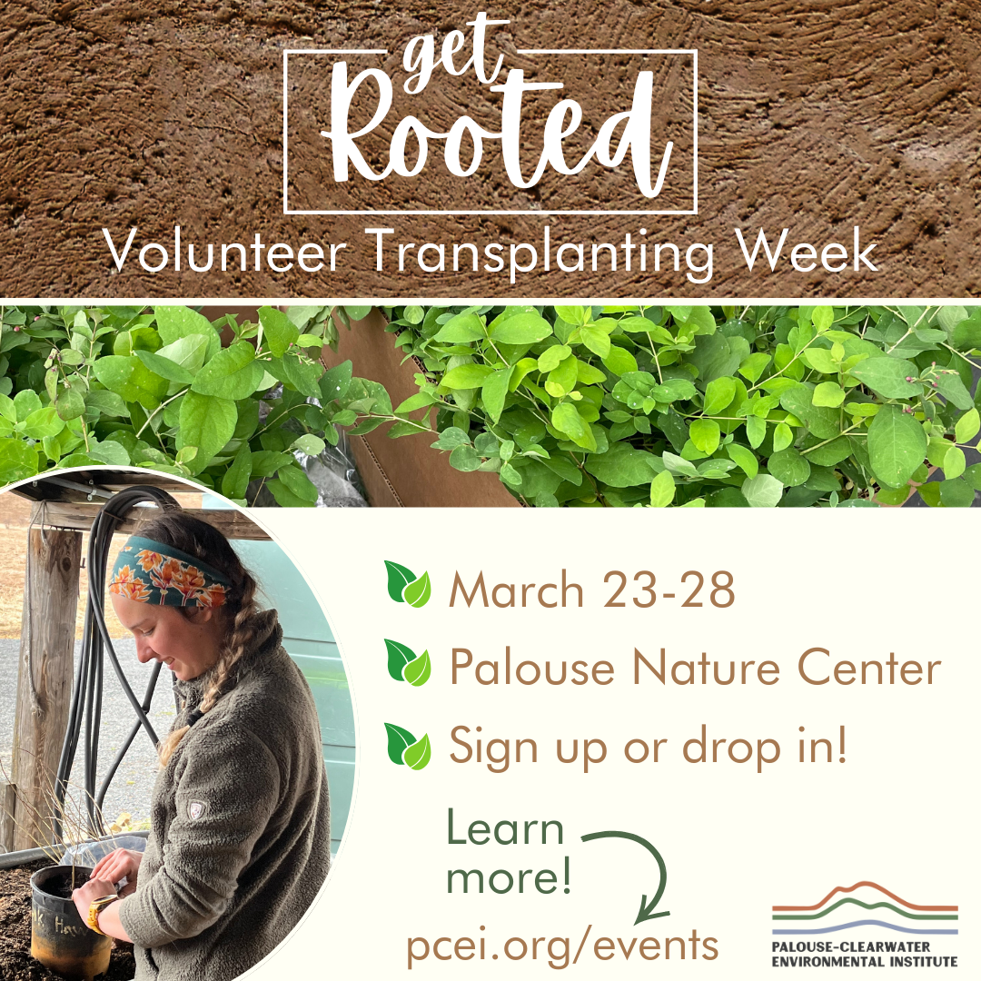 Get Rooted: Transplanting Week!