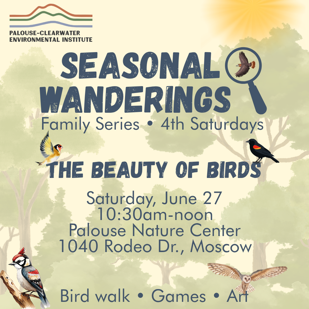 Seasonal Wanderings: The Beauty of Birds