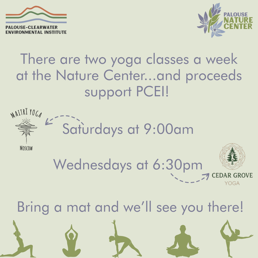 Yoga in the Pavilion