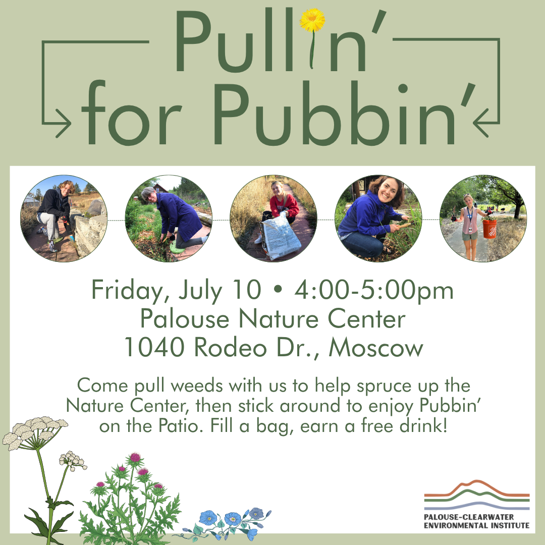 Pullin' for Pubbin'