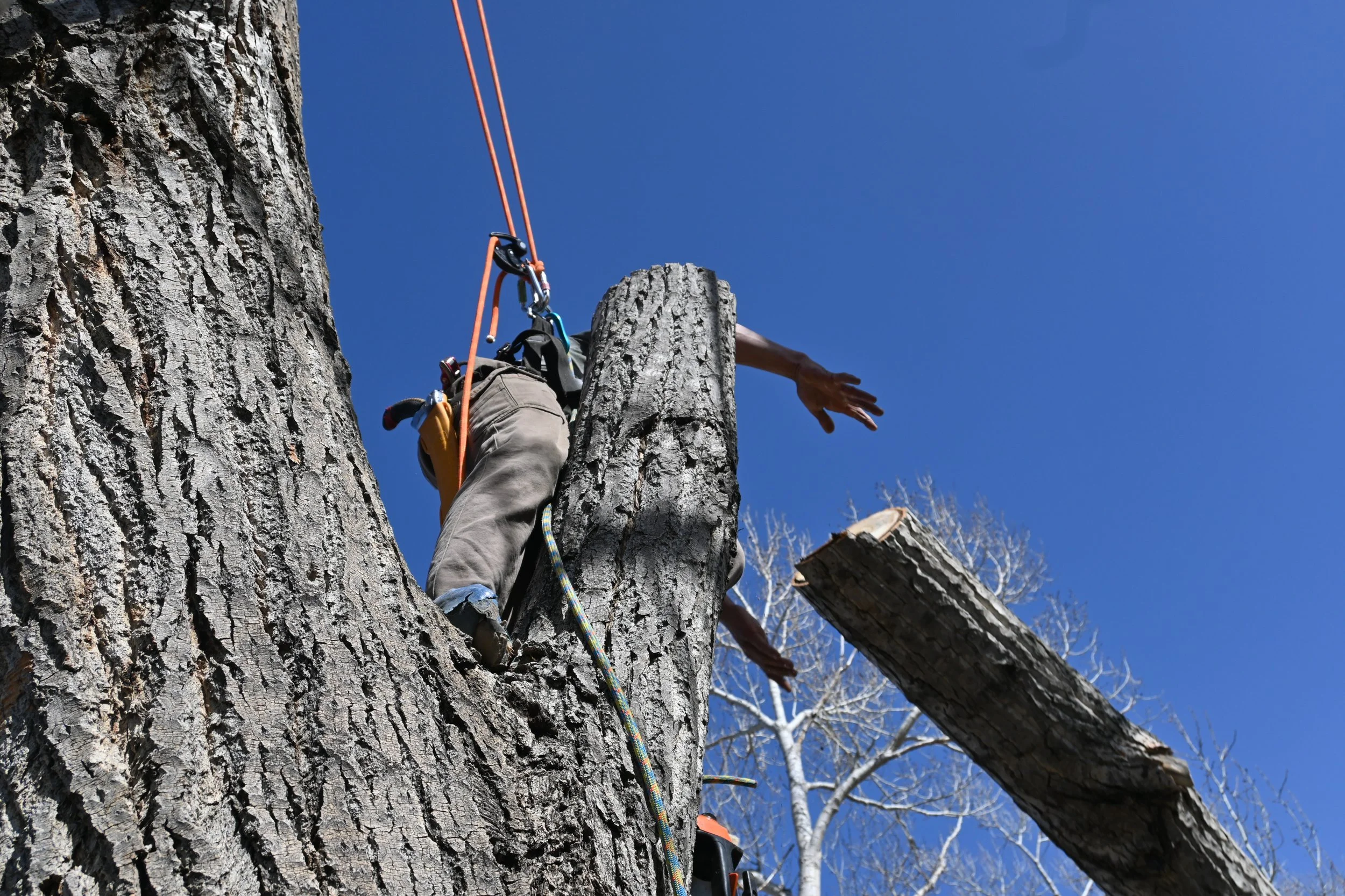 Randall Sorensen fell a trunk of a cottonwood tree in Boulder, Colorado. (Photo by Colette Czarnecki)