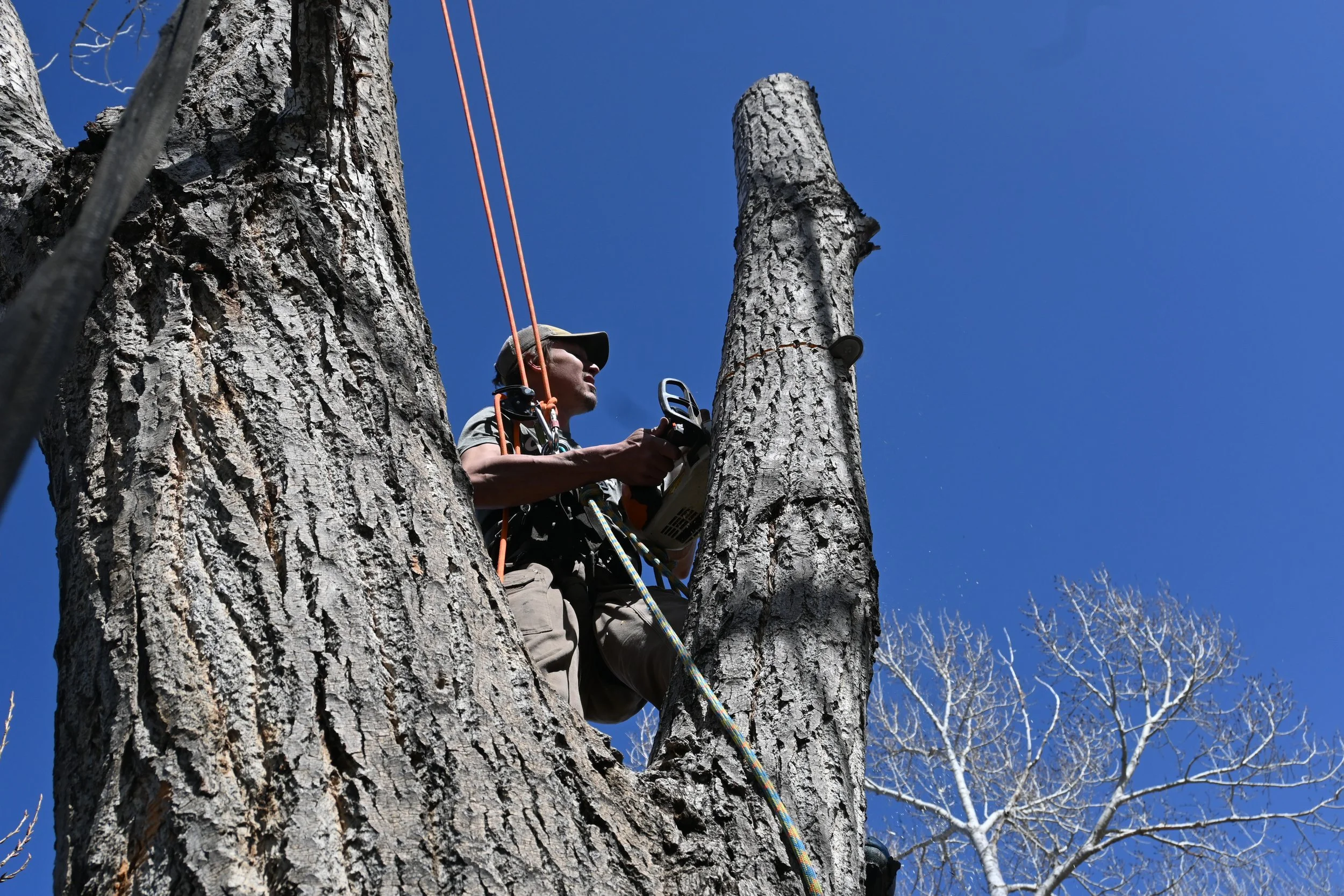 Randall Sorensen cuts through a trunk of a cottonwood tree in Boulder, Colorado. (Photo by Colette Czarnecki)