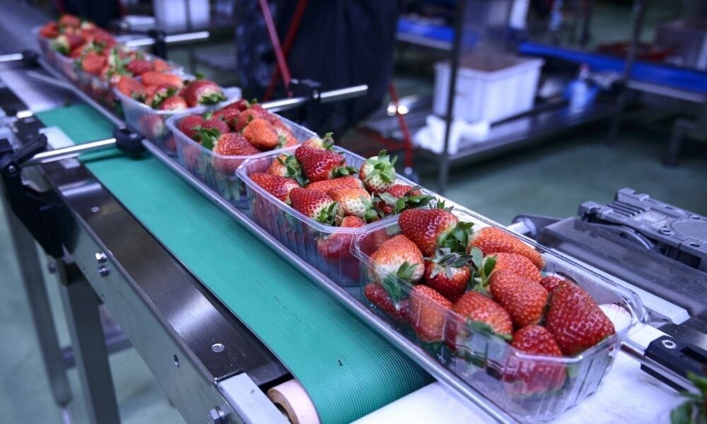 Image of 6 containers holding strawberries on a conveyor belt.