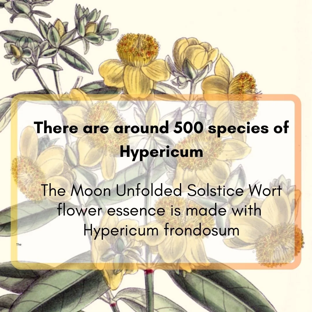 Hyperlcum Botanical Support for Tarot Cards | 9 of Swords x Hypericum — The Moon ...