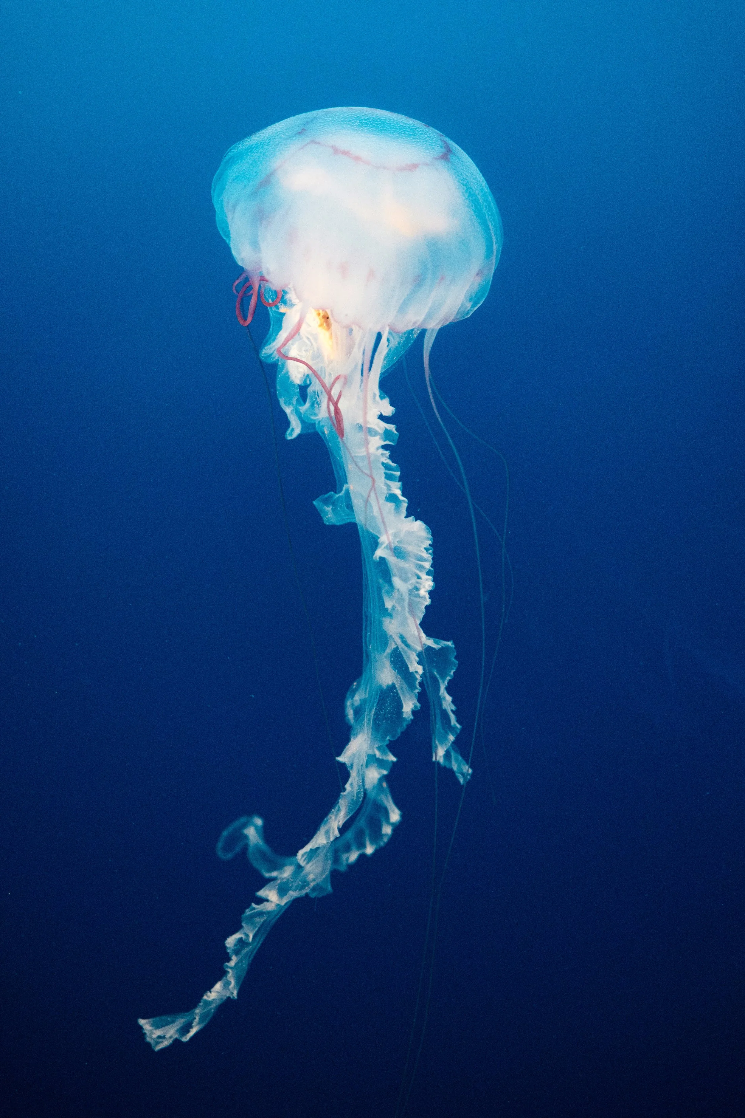 Jellyfish-9643.jpg