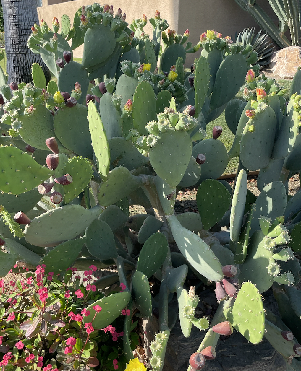 Day seventeen - the soul’s language