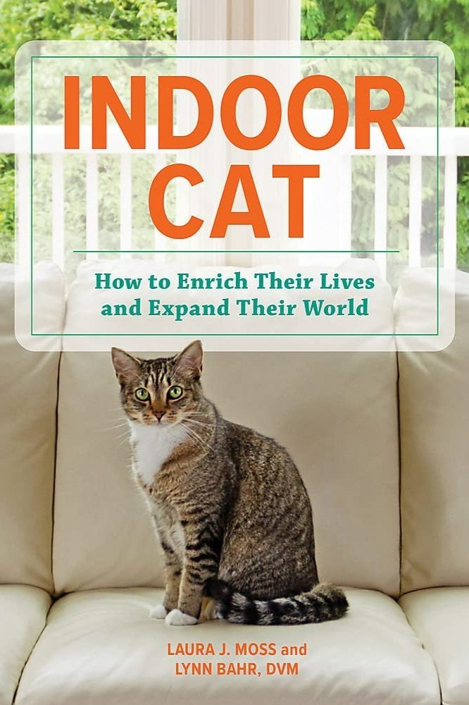 Real-life guidance on how to create a happy, stimulating, and active life for your indoor cat.