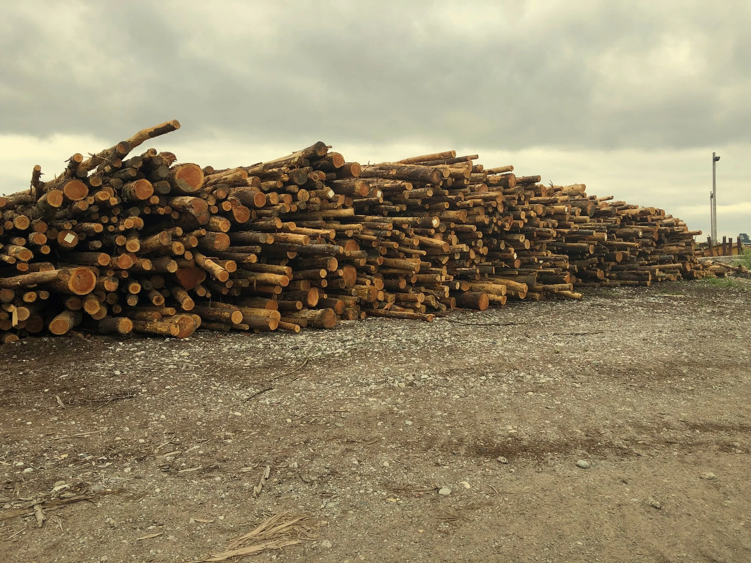 Firewood Processing in Skagit, Snohomish, & County — Sibi Firewood