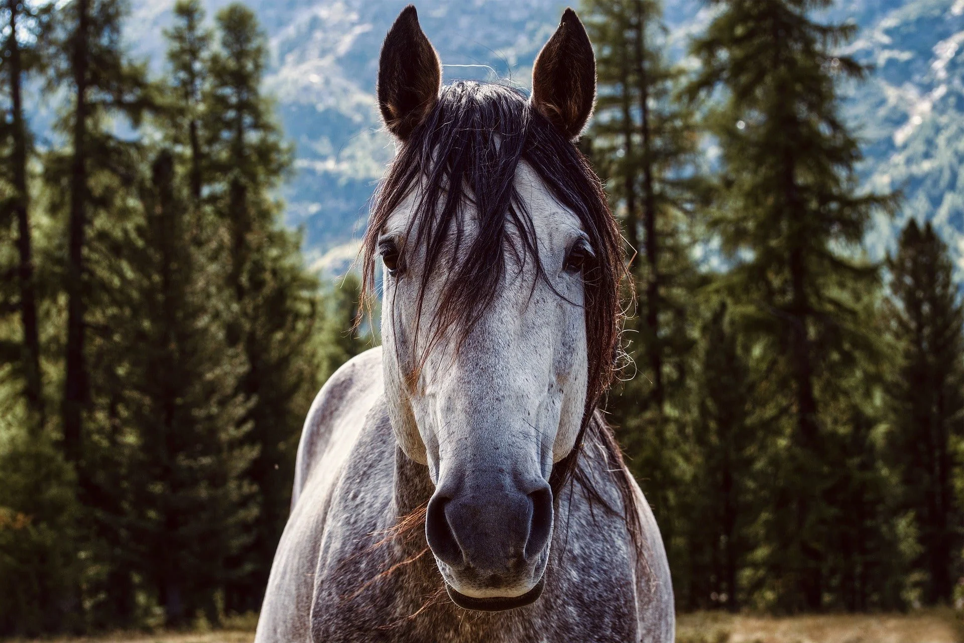 horse-5836459_1920-min (1).jpg