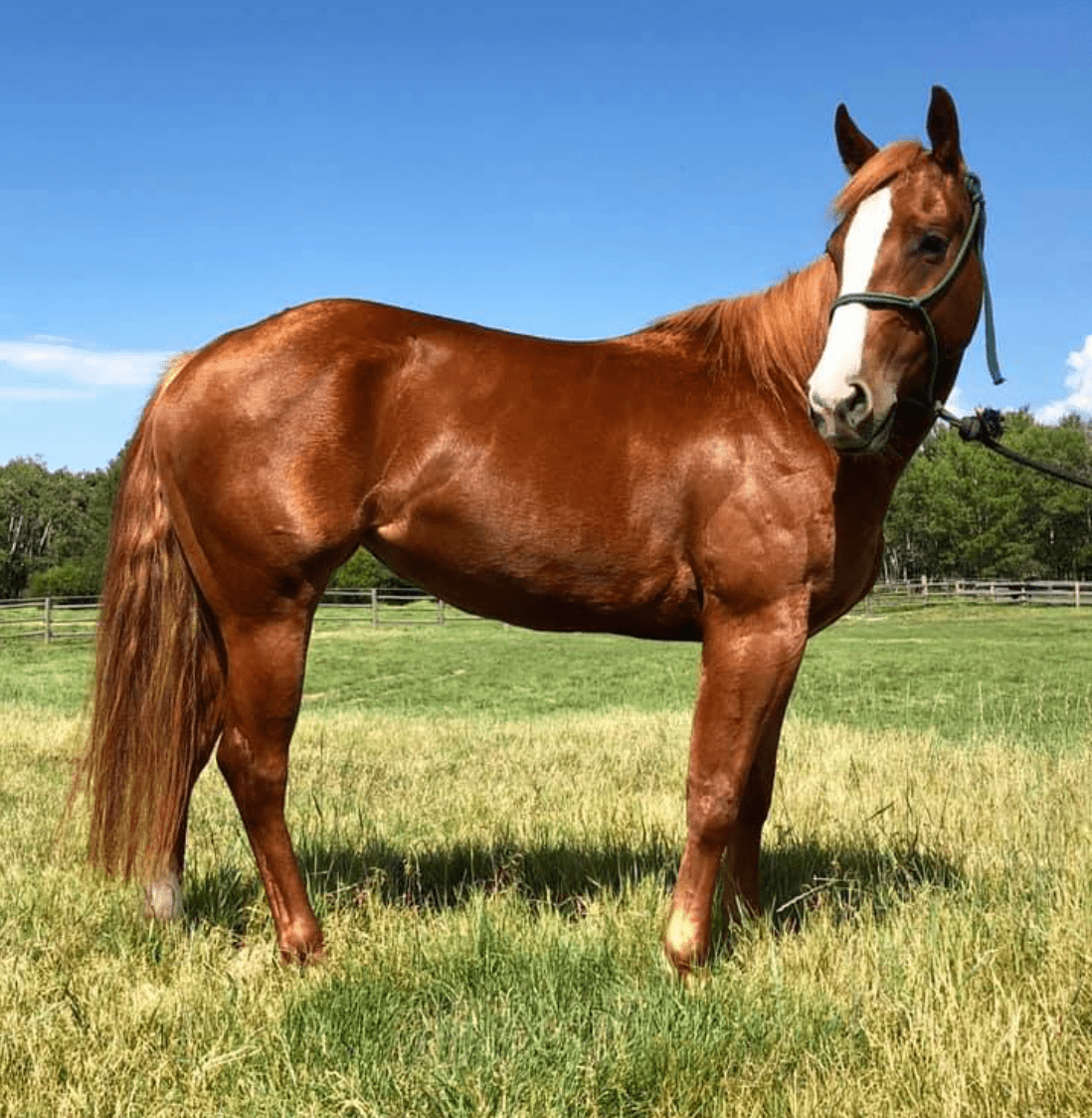 horse-sales-montana.png