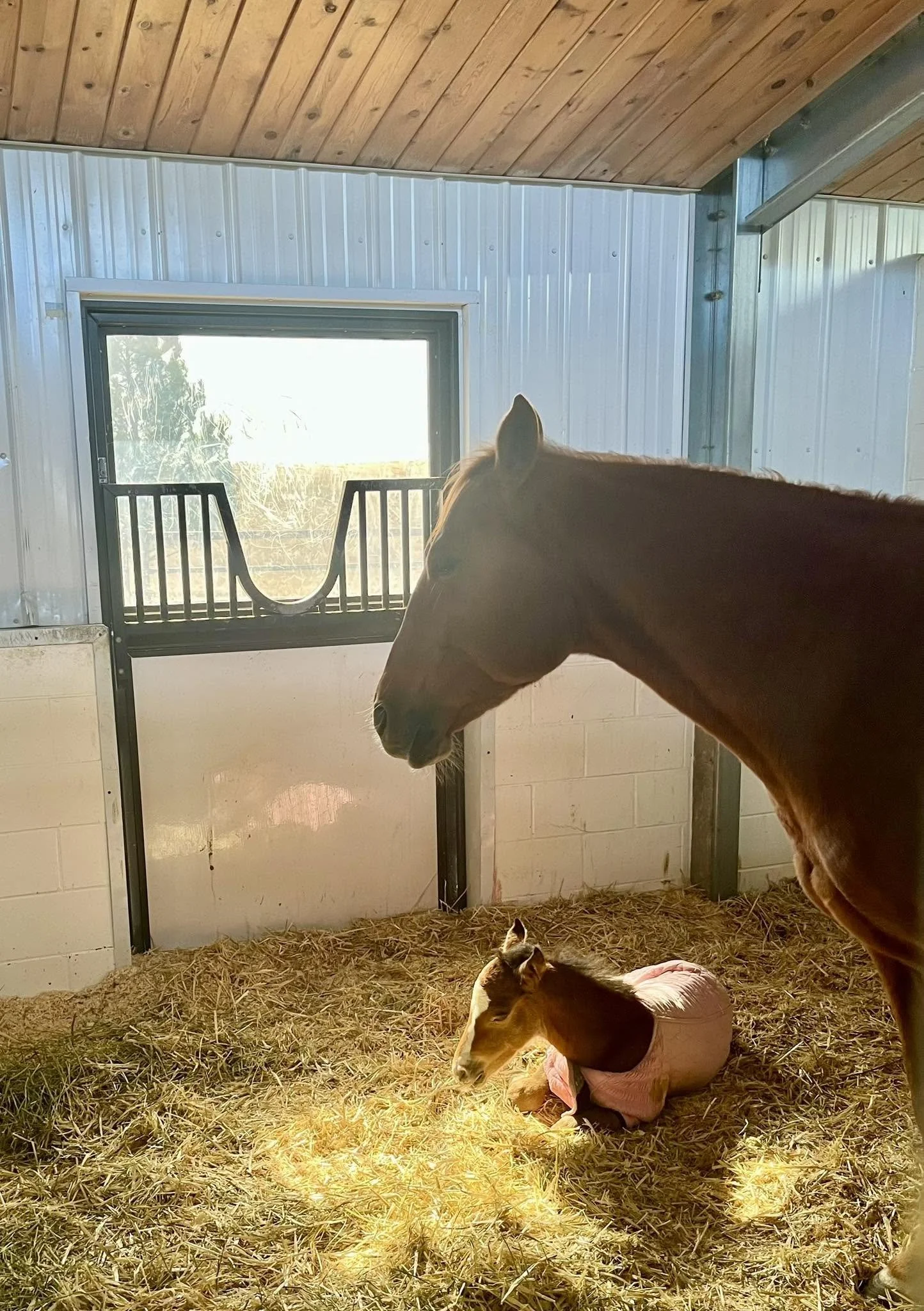BarnFoal.jpg