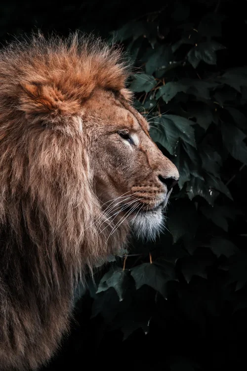 mike-van-den-bos-7HKdb6i3afk-unsplash LION PHOTO.webp