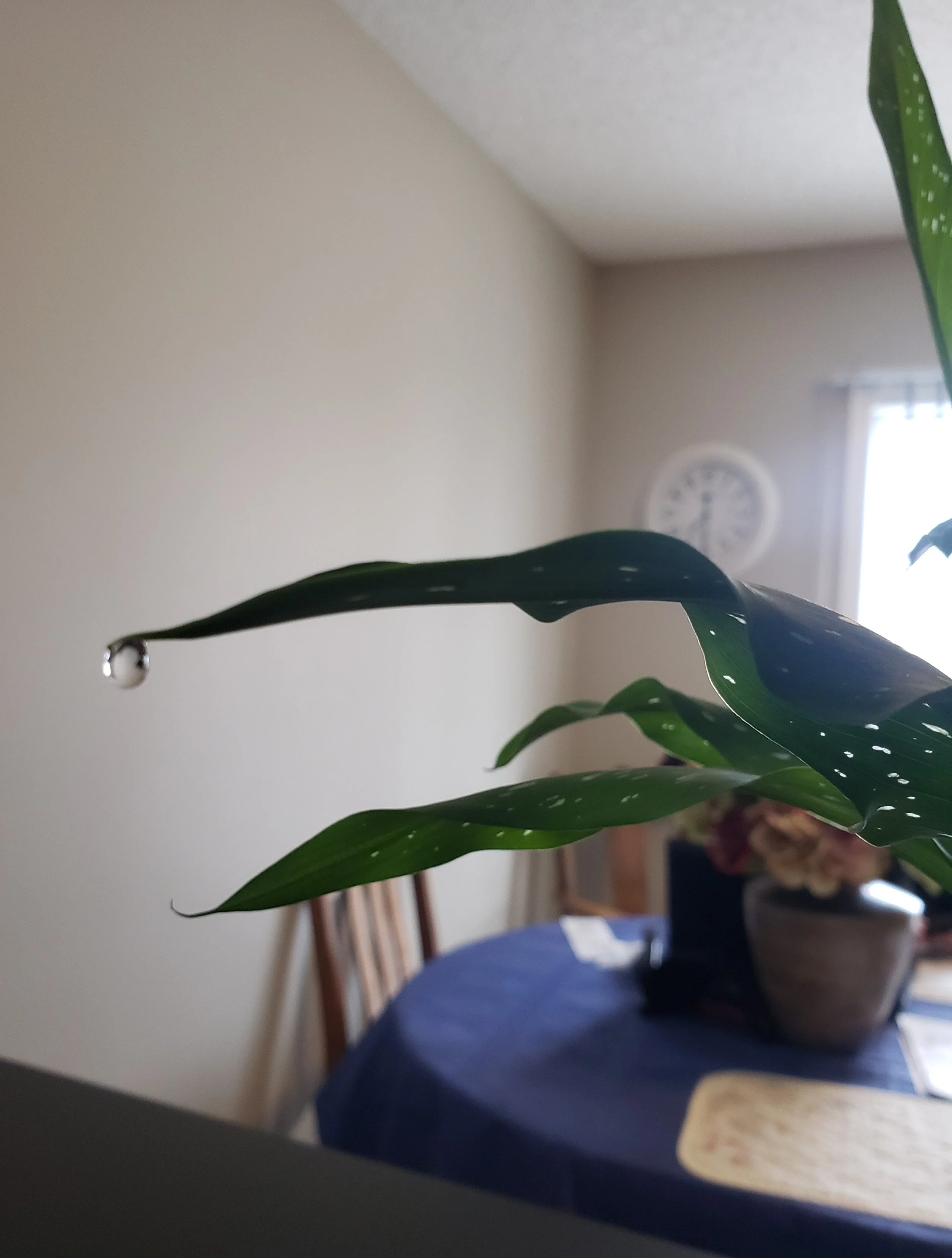 Lily Leaf.jpg