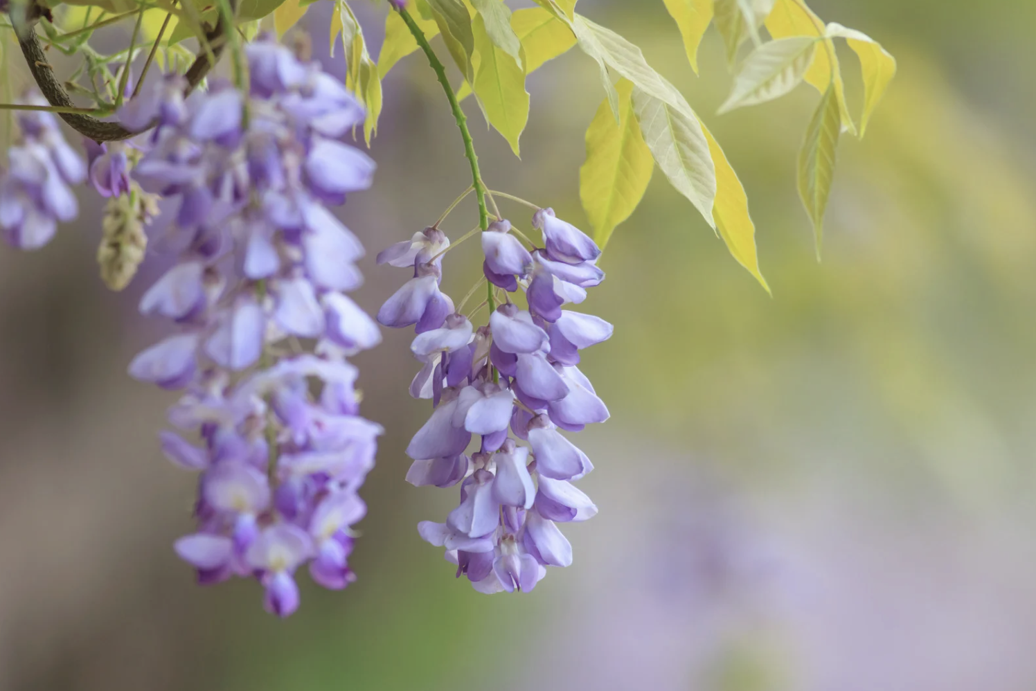 How Mental Health Impacts Your Overall Wellness