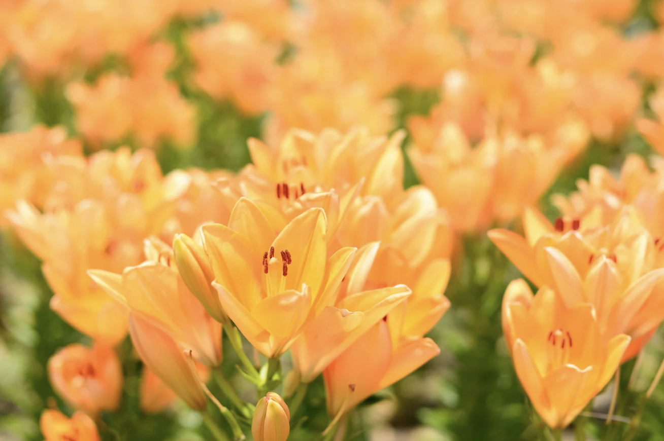 What Does Neurodiversity Mean?