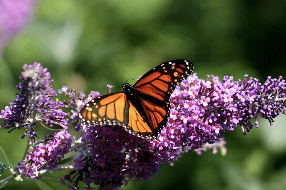 The End-of-Summer Slump: How August Can Affect Your Mood and Motivation