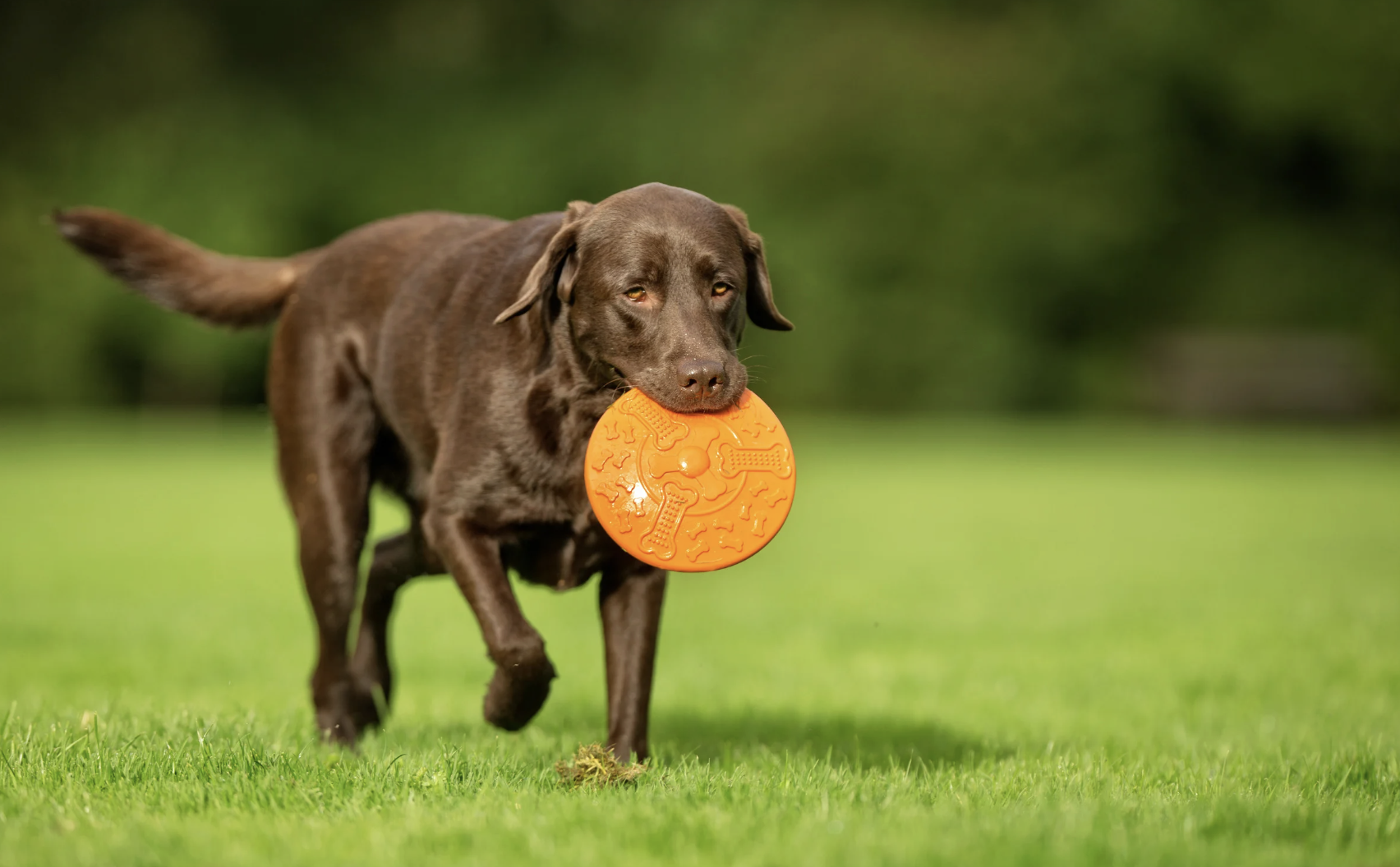 Grief and Pet Loss: The Support You Need When a Pet Passes On