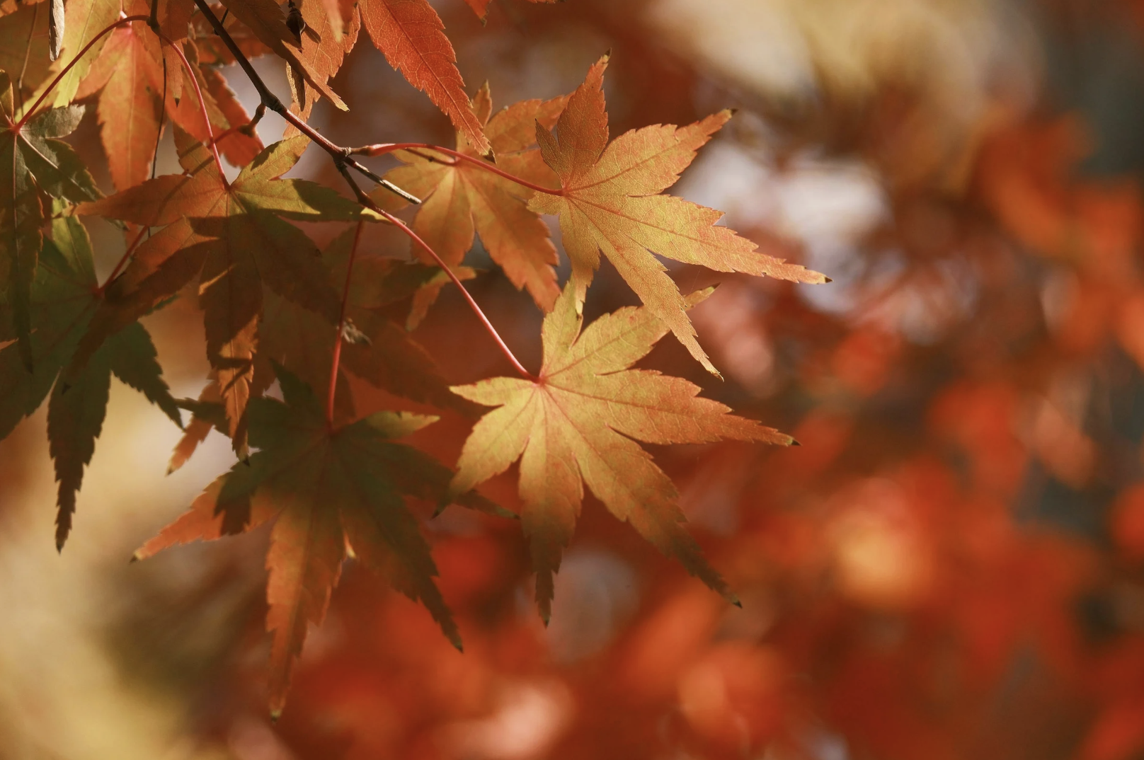 Why Fall Transitions Can Increase Anxiety and How to Manage the Change