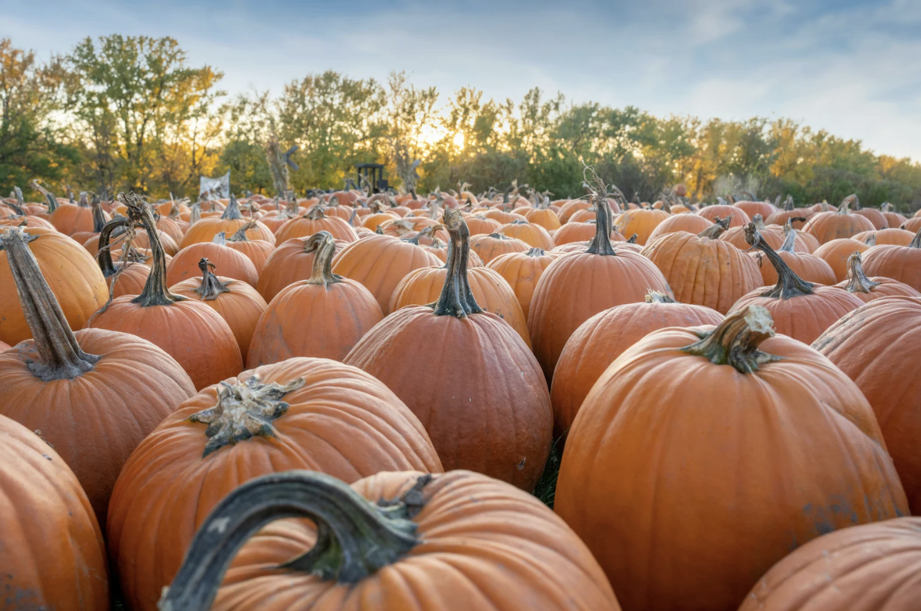 When Halloween Feels Scary for the Wrong Reasons: Helping Children Manage Fear and Anxiety