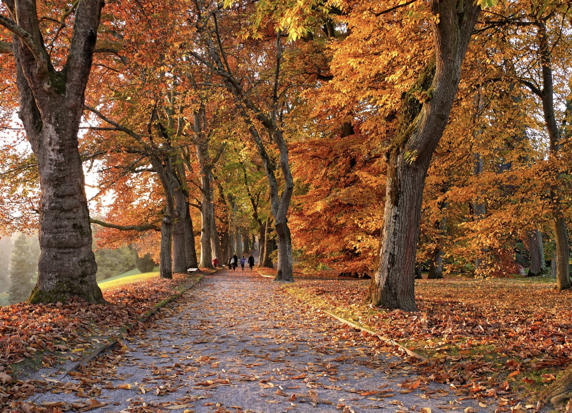 Empty Nest Syndrome: Coping With a Quieter Home This Fall