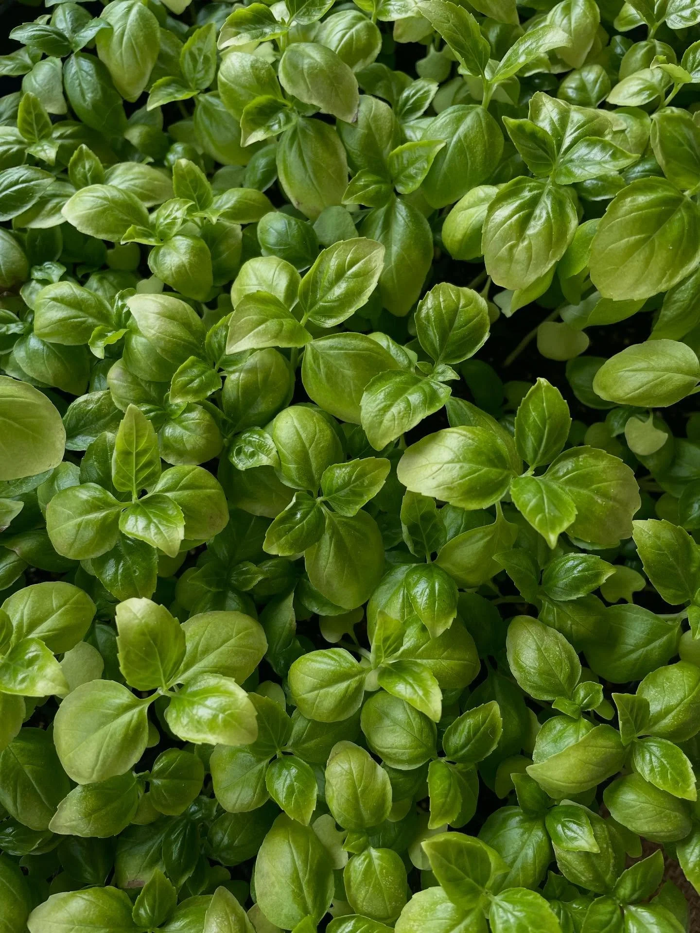 Come plant and take home your own basil plant today at the Orange County fair! 🪴
@oc_fair @centennialfarmoc 
#basil #plant #gardening #vegetablegarden #kitchengarden #herbgarden #ocgarden #hbgarden #produce #gardenary #containergarden #raisedbed #