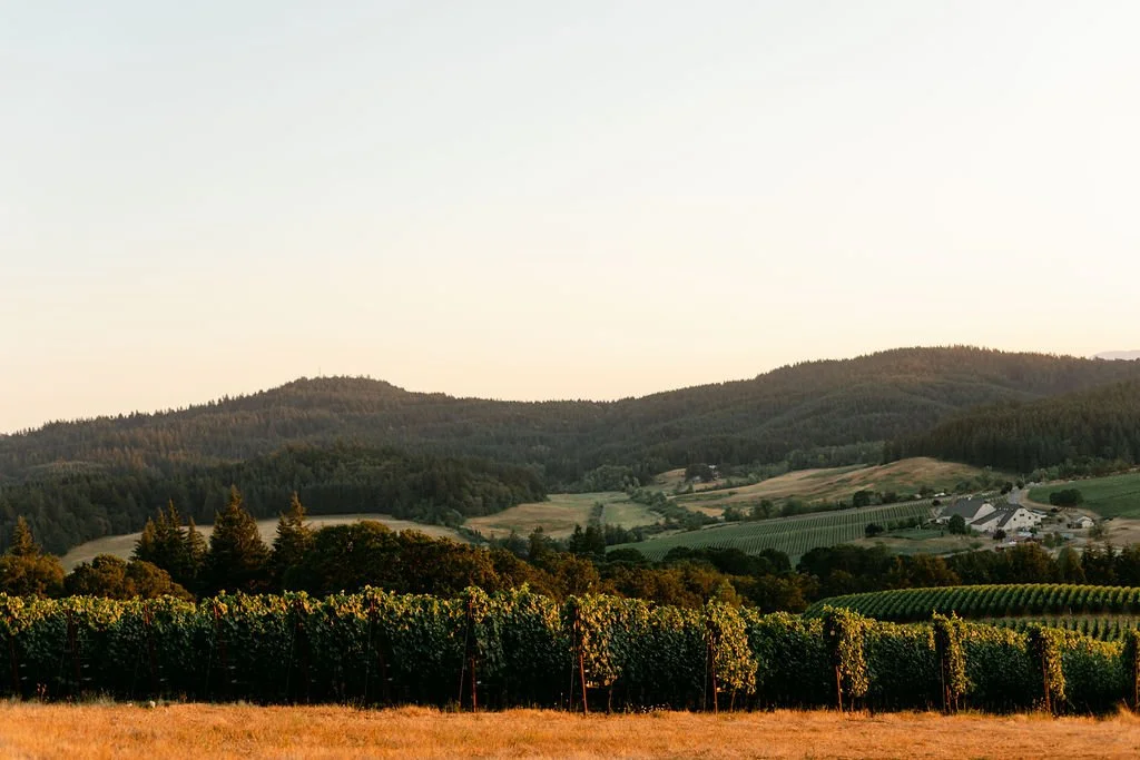 Golden Hour at Zena Crown Vineyard — Willamette Valley Wine Country Photography