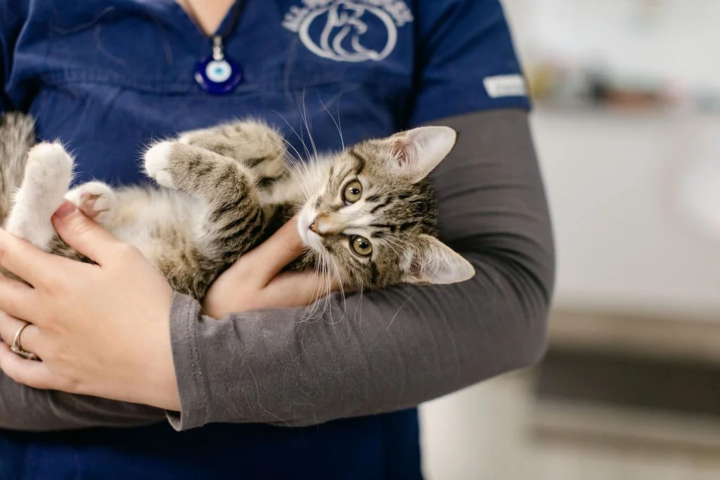 Behind the Scenes at All Pet Complex — Veterinary Photography in Boise, Idaho