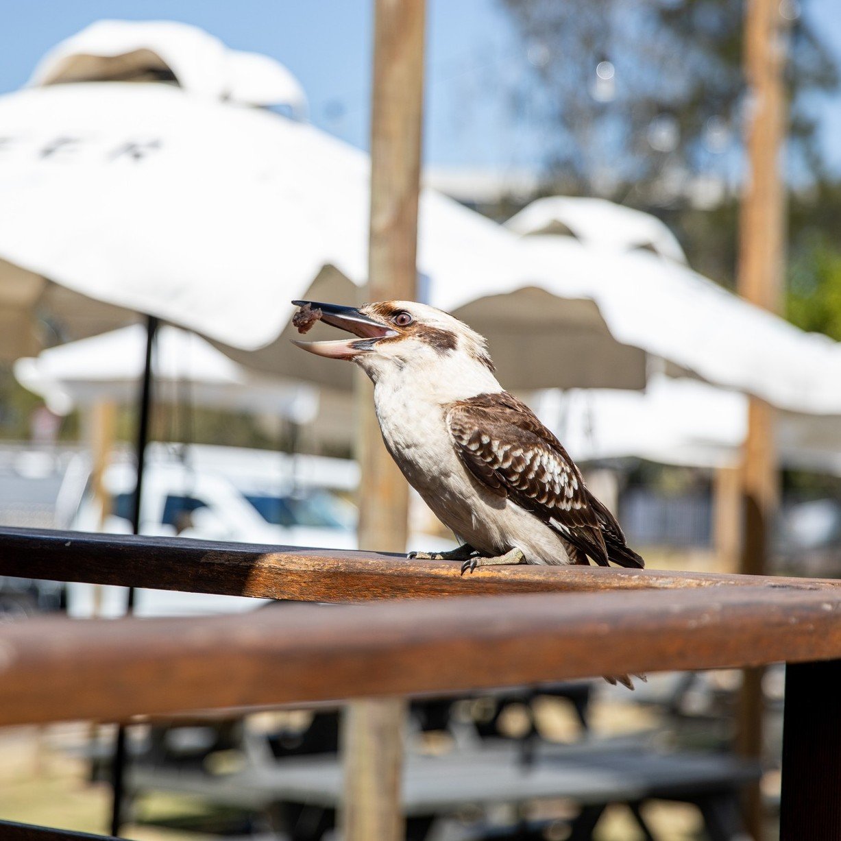 Our feathered friend, the kookaburra, likes to keep an eye on us here at Harwood.

But keep an eye on him too. He may steal your food when you least expect it&hellip; 

#HarwoodHotel #VisitNSW