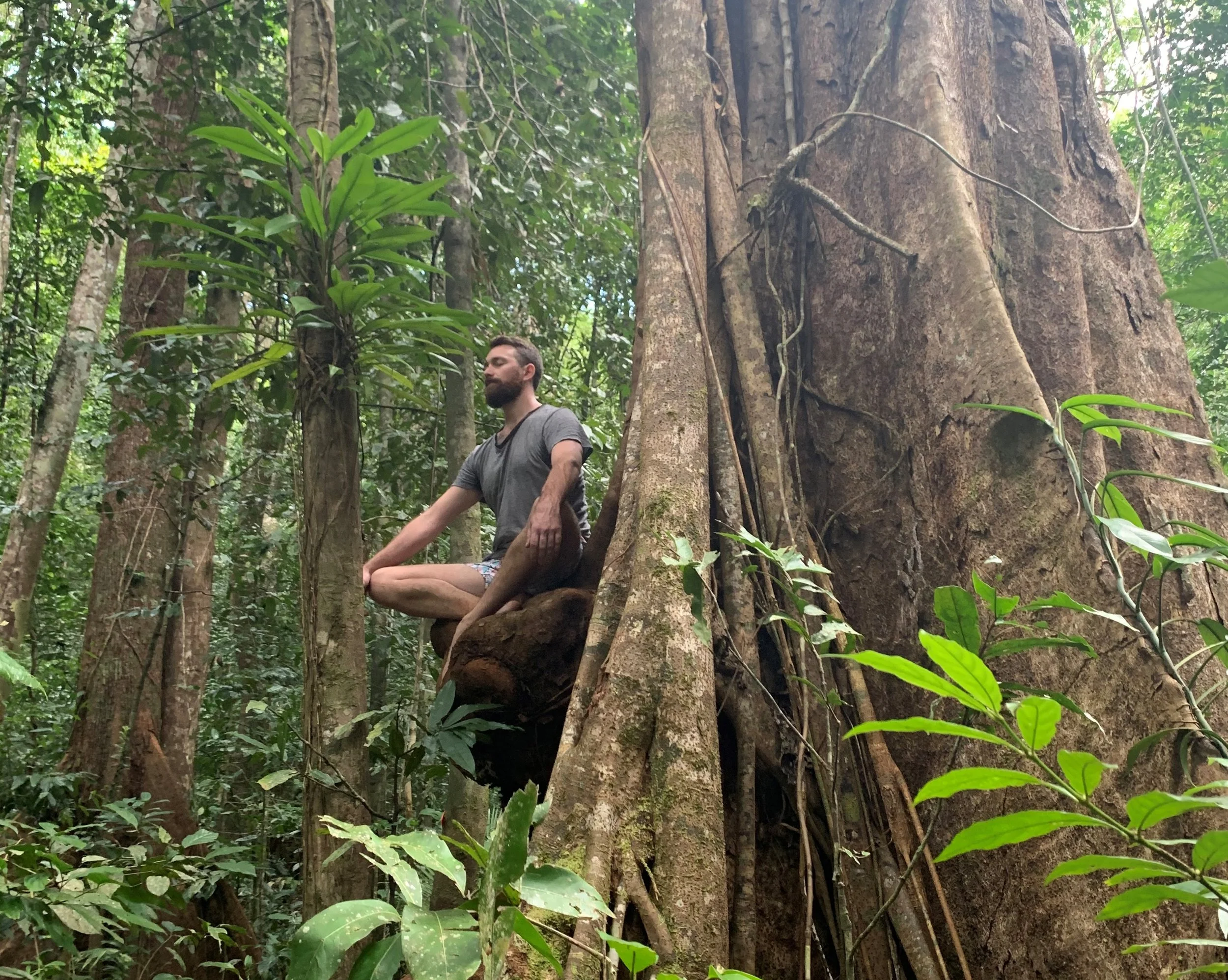 A man practicing yoga in a meditation pose while sitting on a large tree branch in a dense forest with tall trees and green foliage.
