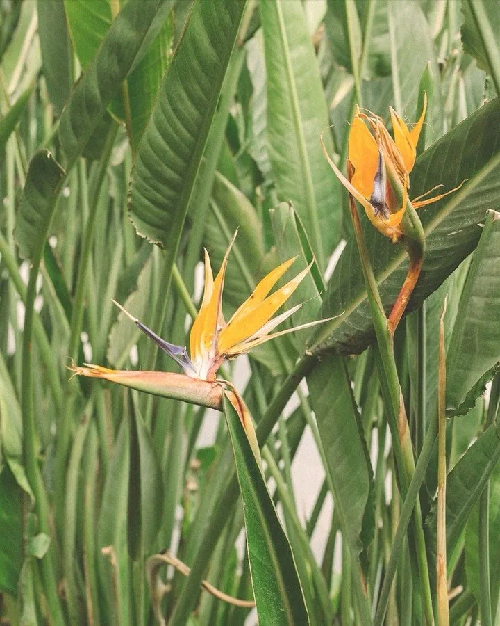 ✔️&nbsp;Because your adventure plan should be more sunsets and boarding passes, not more maintenance sessions 😉✌🏽

#GetLasered #GetWinked #LaserHairRemoval