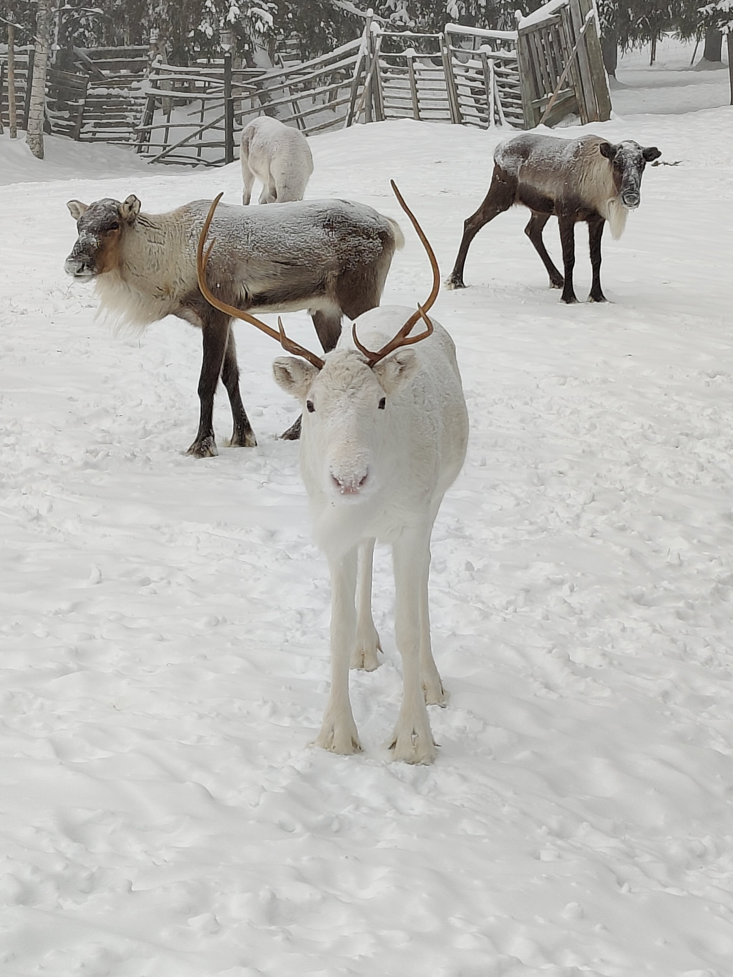 reindeer-park