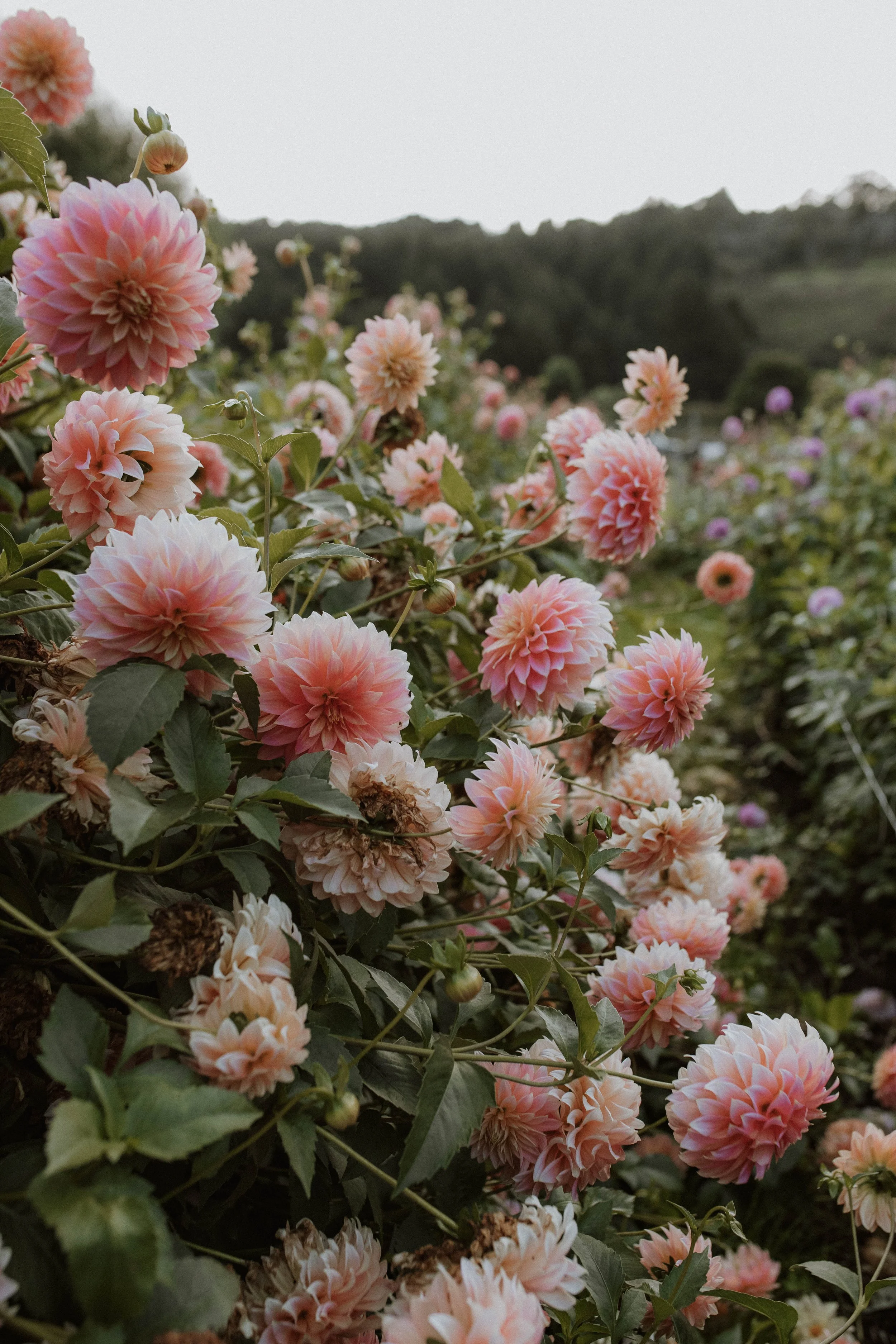 earthsong-102.jpg