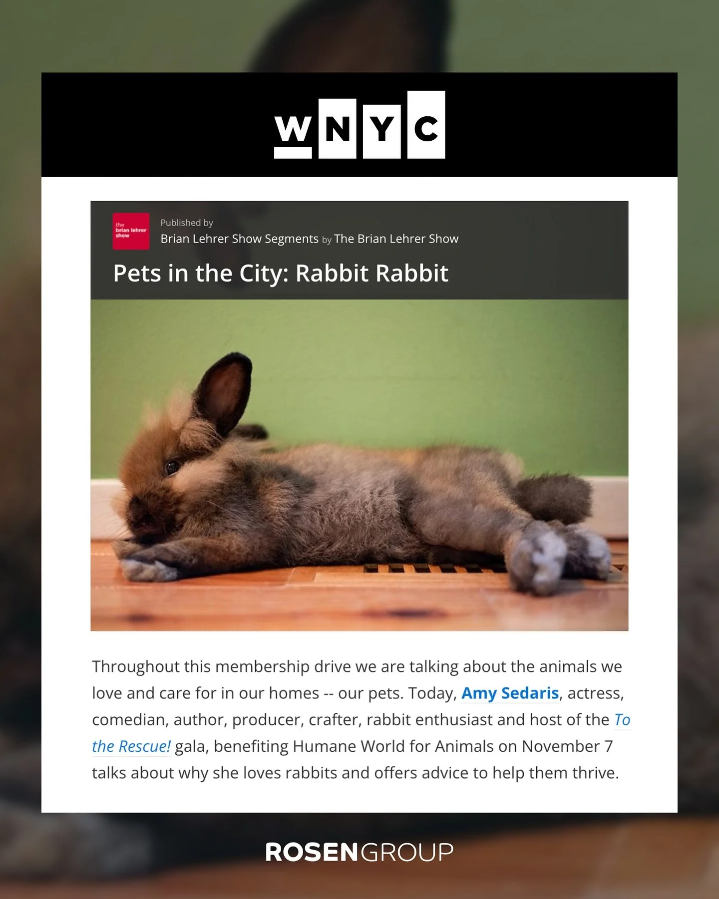 We&rsquo;re ready to celebrate our furry friends at the 2025 To the Rescue! gala this week🐰

#RGClient @humaneworldforanimals is hosting their annual event this Friday, November 7, with @amysedaris as gala host. Ahead of the event, she joined the @b