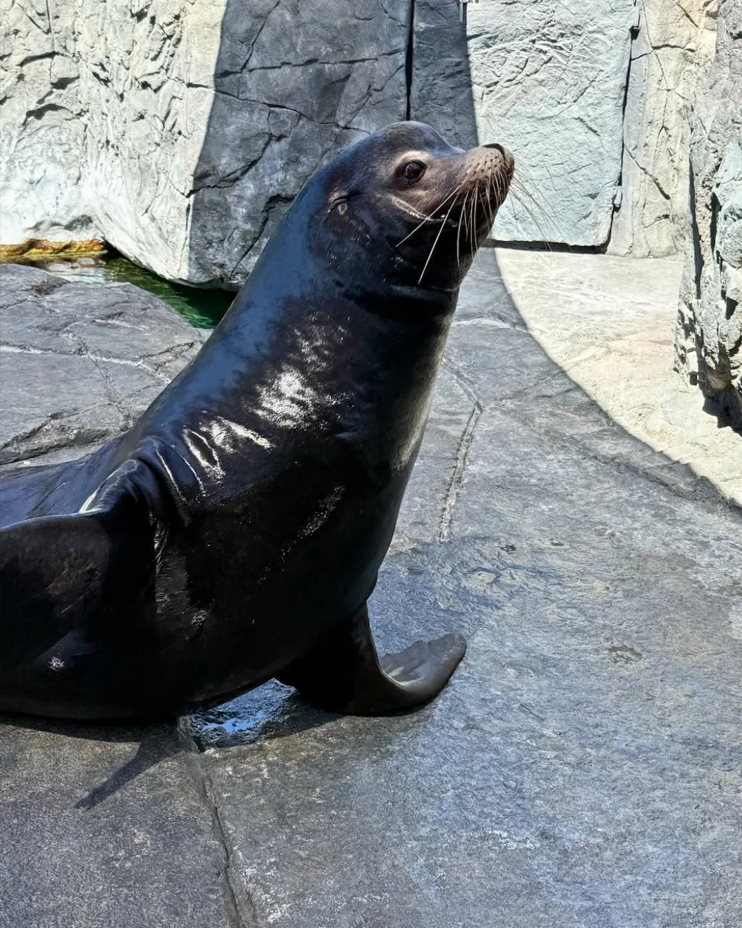Last week, the RG team had the pleasure of visiting our newest client, @aquariumpacific! 🌊

From getting up close with sharks and rays at Shark Lagoon to making a few feathered friends in Lorikeet Forest, our site visit was filled with unforgettable