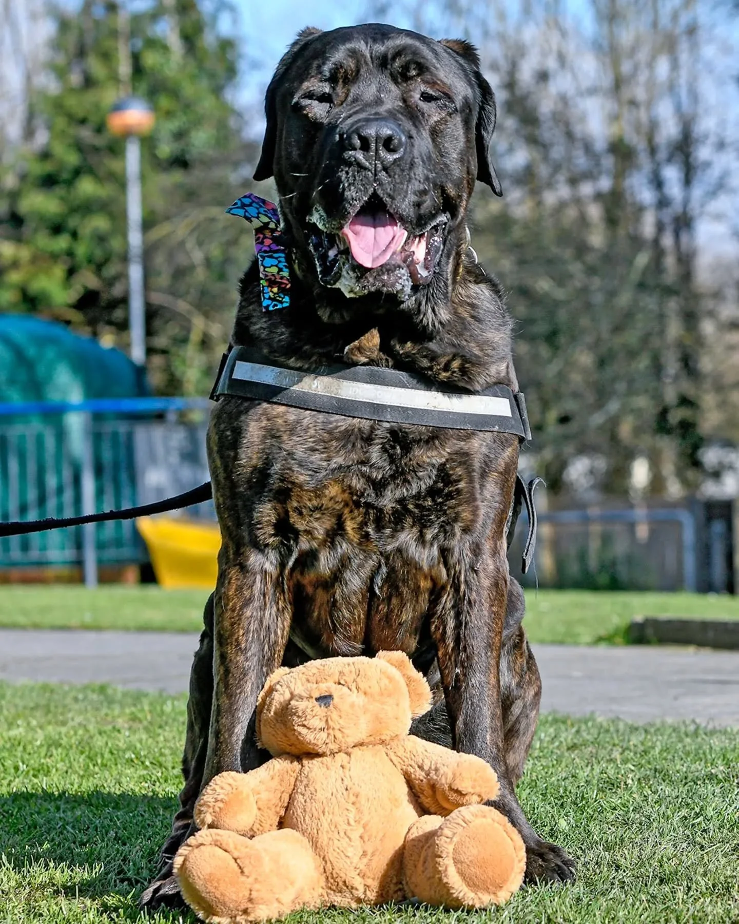 Full page spread in the Daily Star.
"Meet the 60kg dog nicknamed 'Big Moose' looking for a new home."
"The five-year-old mastiff weighs the same as a drum kit, 9.44 stone."
"He arrived at the Stubbington Ark in July 2022 w
