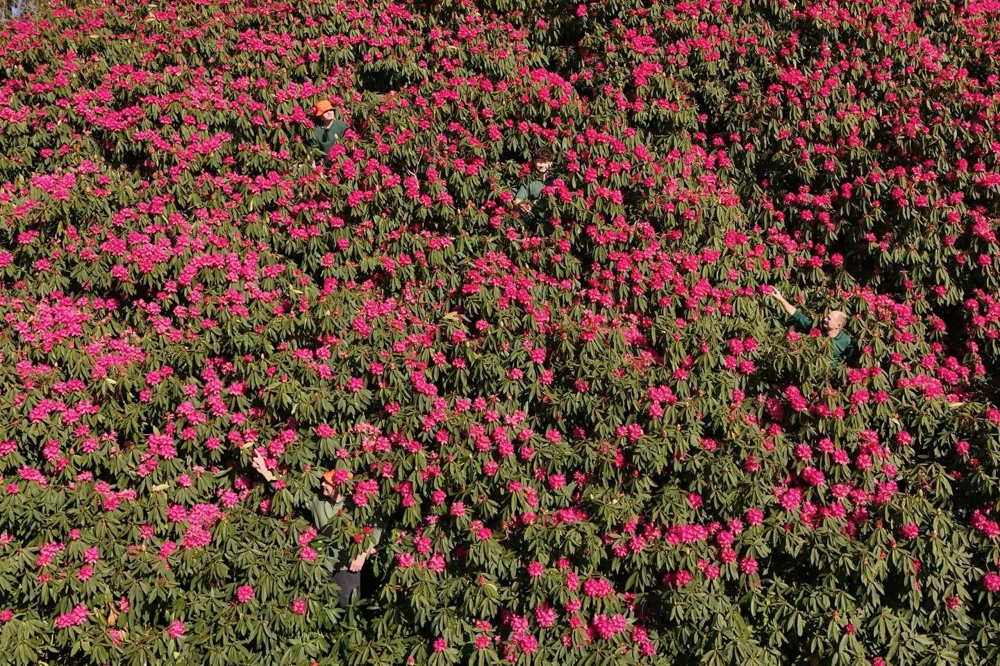 &lsquo;Shrubzilla&rsquo; at the South Lodge Hotel and Spa, West Sussex. England&rsquo;s biggest rhododendron has bloomed spectacularly after surviving an incredibly dry summer and is now as long as ten double-decker buses.

Shot for South Lodge Hotel