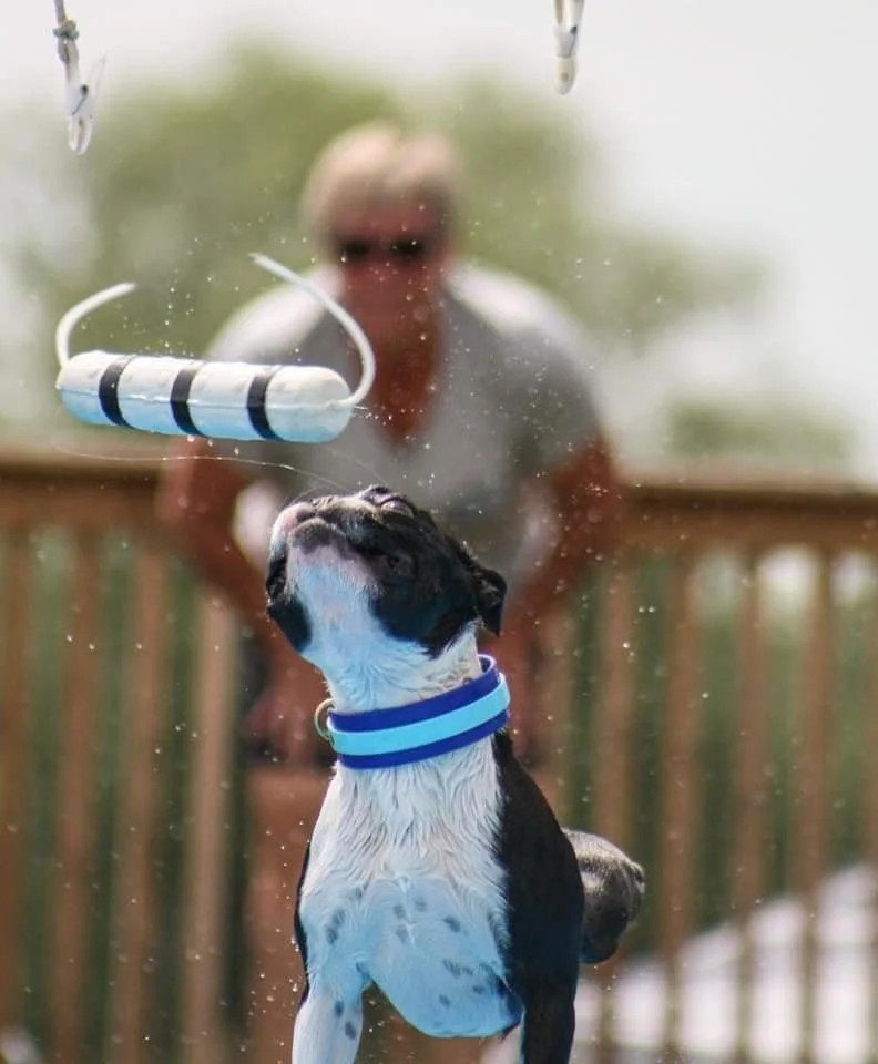 IDS Dock Diving — International Dog Sports