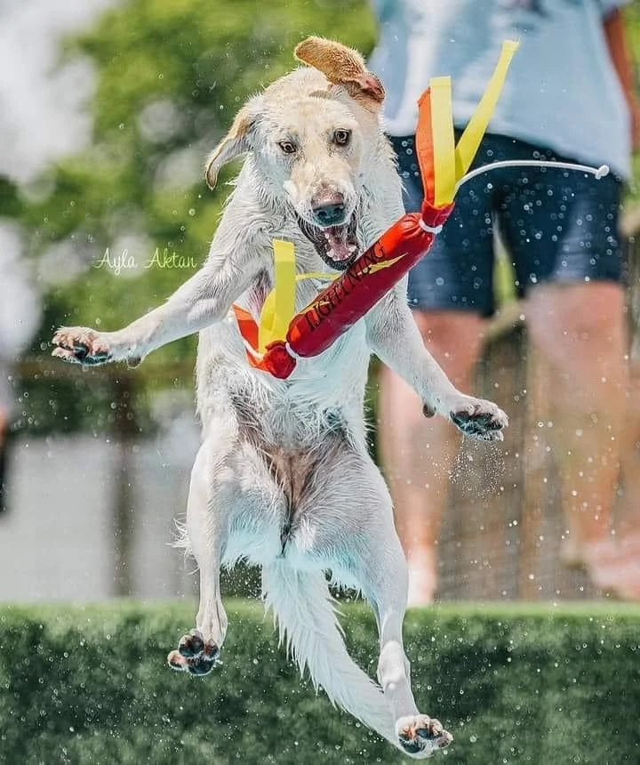 IDS Dock Diving — International Dog Sports